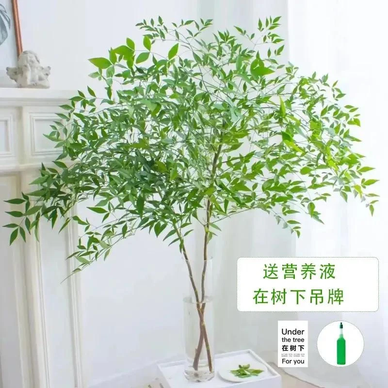 南天竹水培植物水养盆栽室内花卉鲜切枝桌面水培四季好养