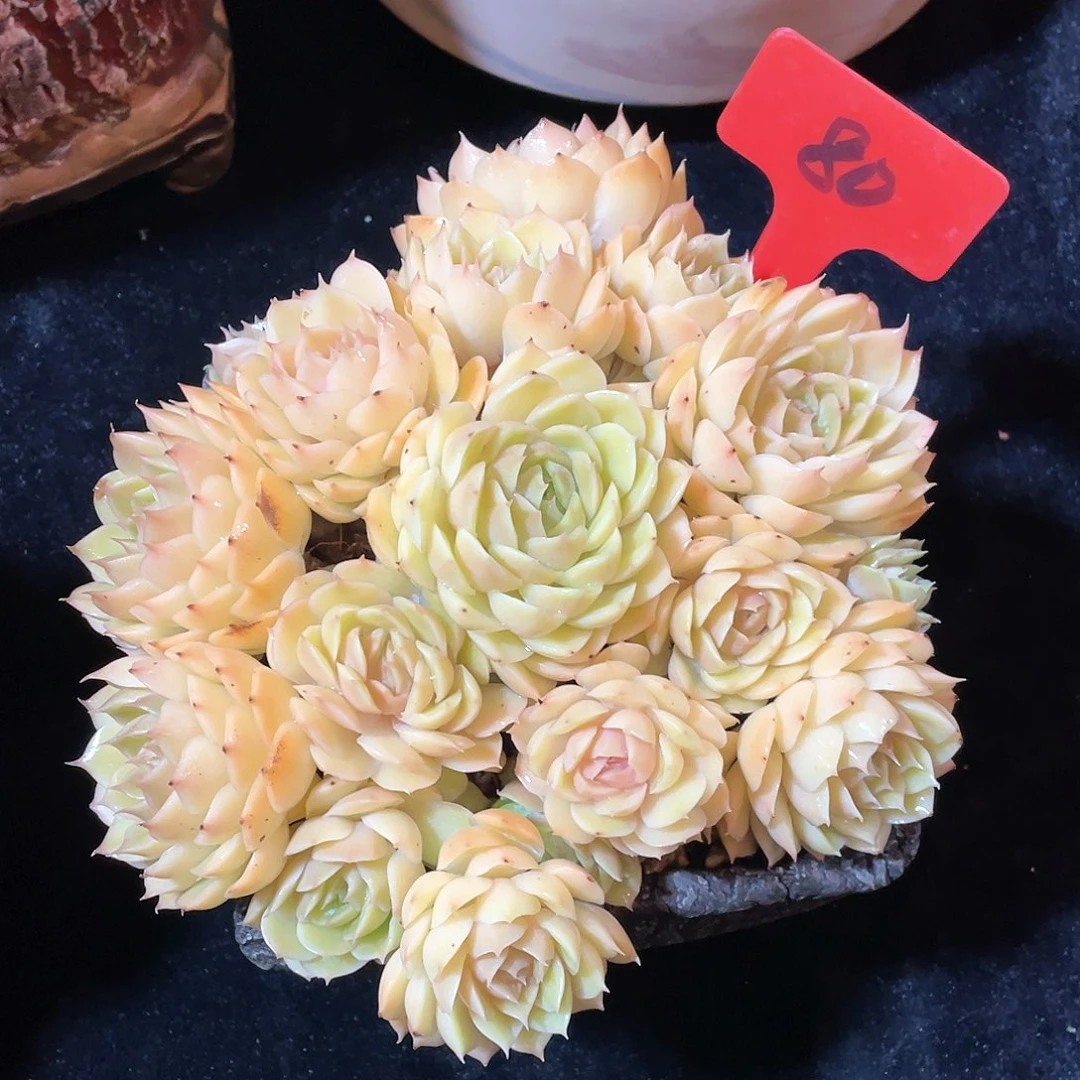 多肉植物脱土包邮