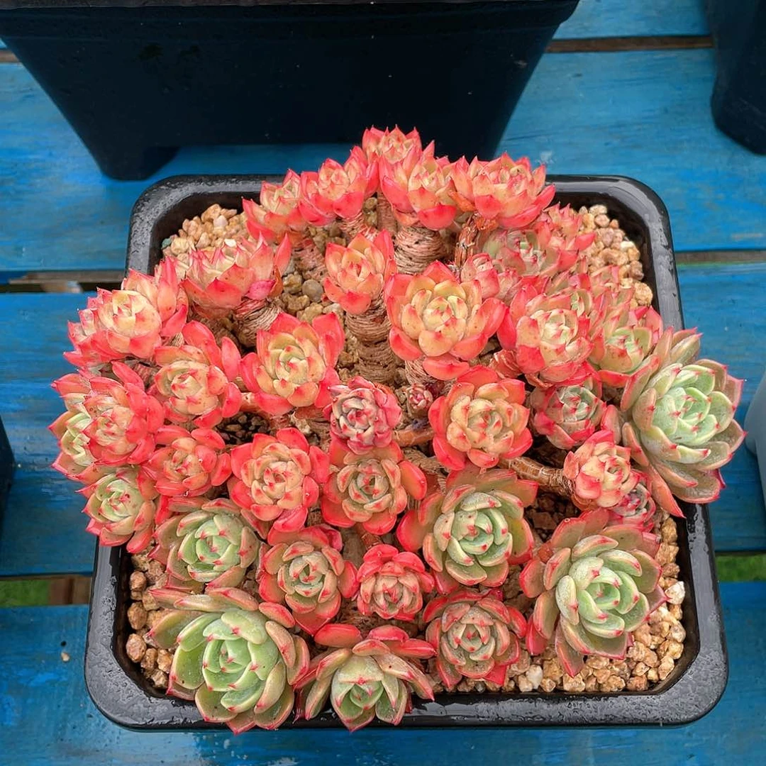 多肉植物脱土包邮