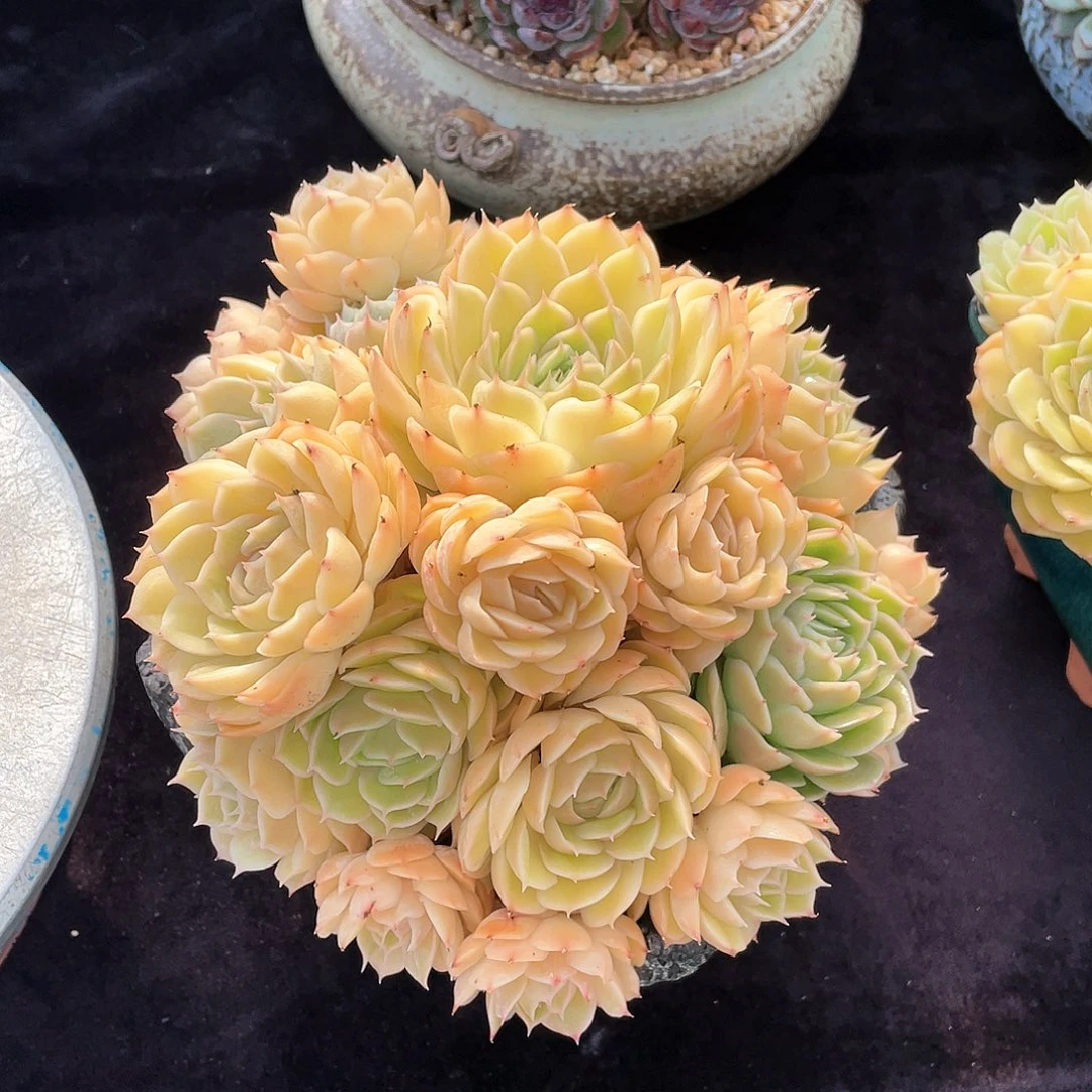 多肉植物脱土包邮