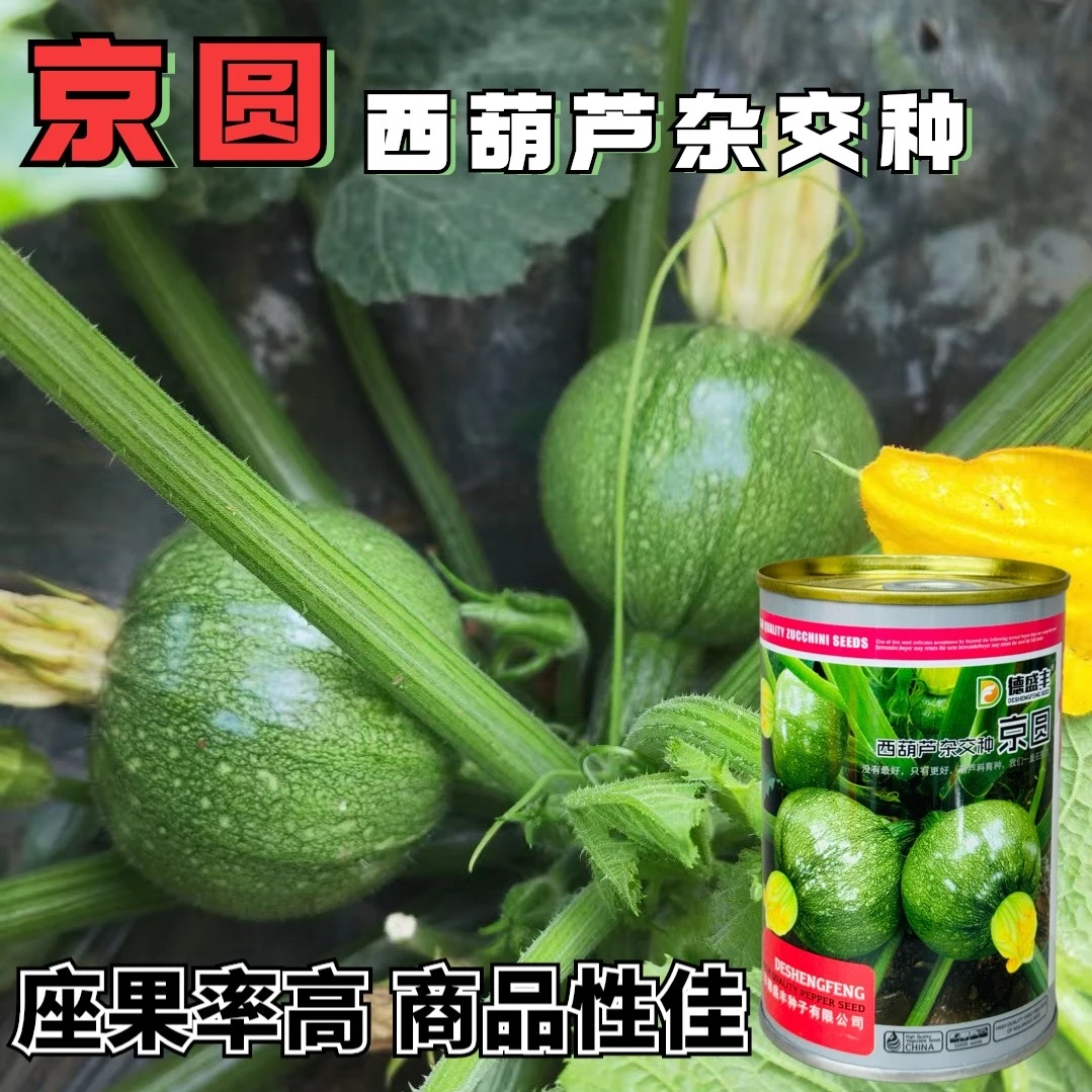 京圆西葫芦种子高产早熟小南瓜种子角瓜籽抗病抗逆强圆西葫芦种子