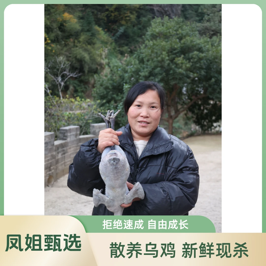 凤姐自家散养乌鸡煲汤鲜美营养健康2.5斤