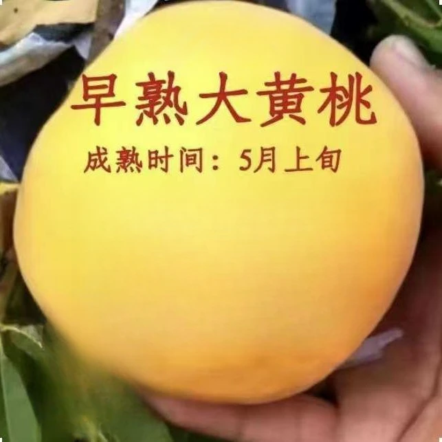 新品种早熟大黄桃树苗嫁接五月成熟桃树苗南北方盆栽地栽当年结果