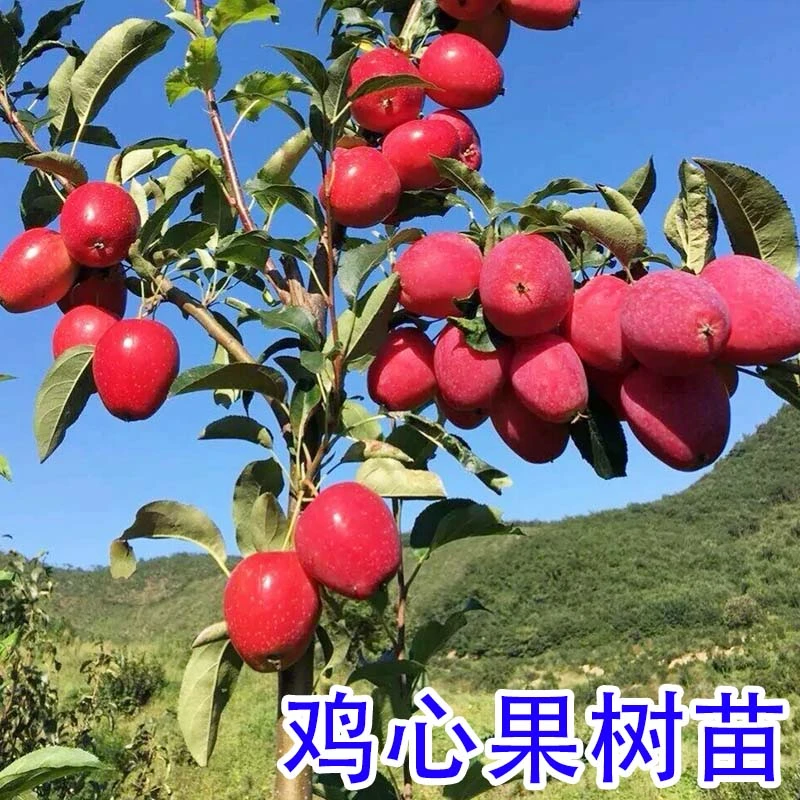 2-3年苗买1送2】鸡心海棠果树苗嫁接小苹果树苗南北方地栽盆栽种植