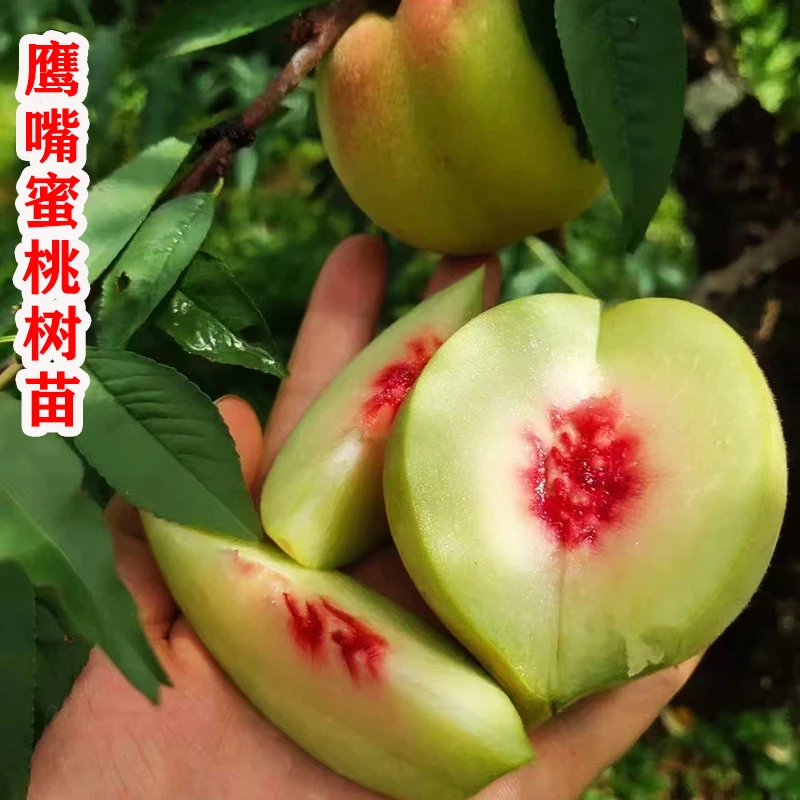 2-3年苗买1送2】嫁接鹰嘴桃树果苗脆甜桃子树苗南北方盆栽地栽