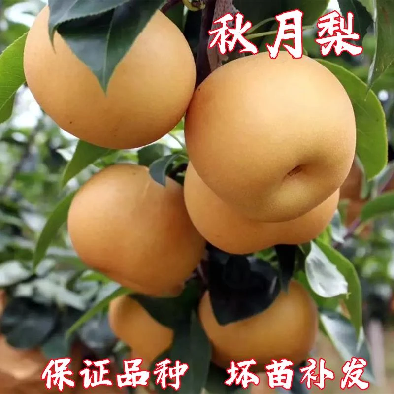 【买1送2】嫁接秋月梨树苗 晚熟果树苗梨苗 庭院盆栽地栽南北方种植