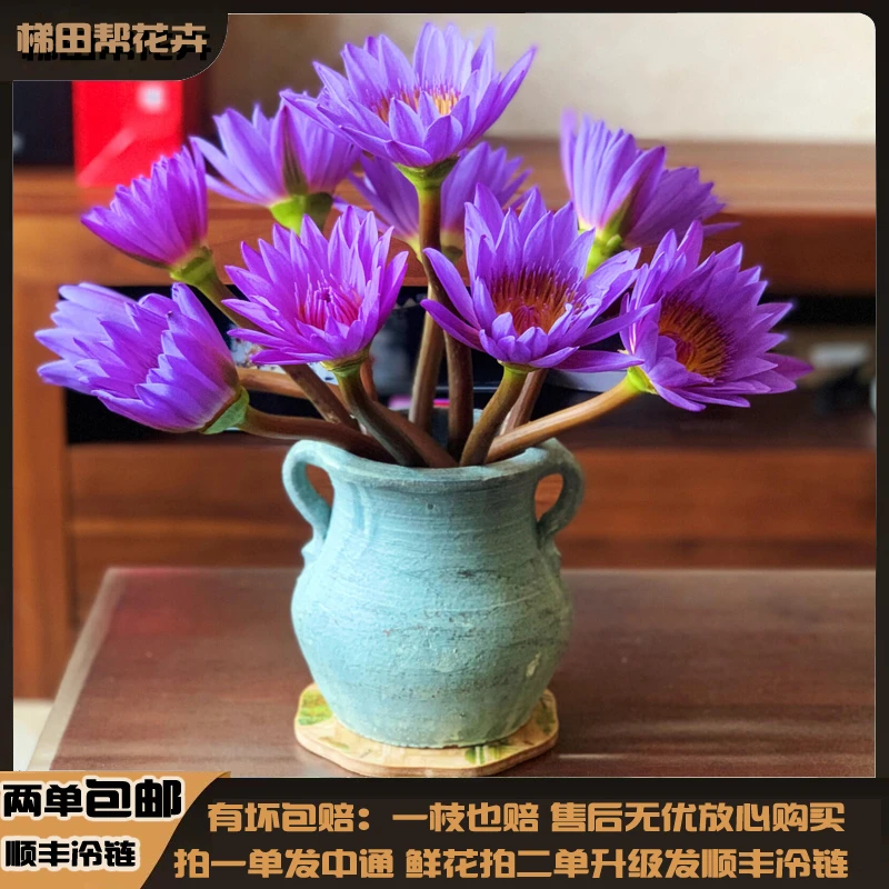 【梯田帮】睡莲鲜花云南昆明基地直发任意两单或以上包邮