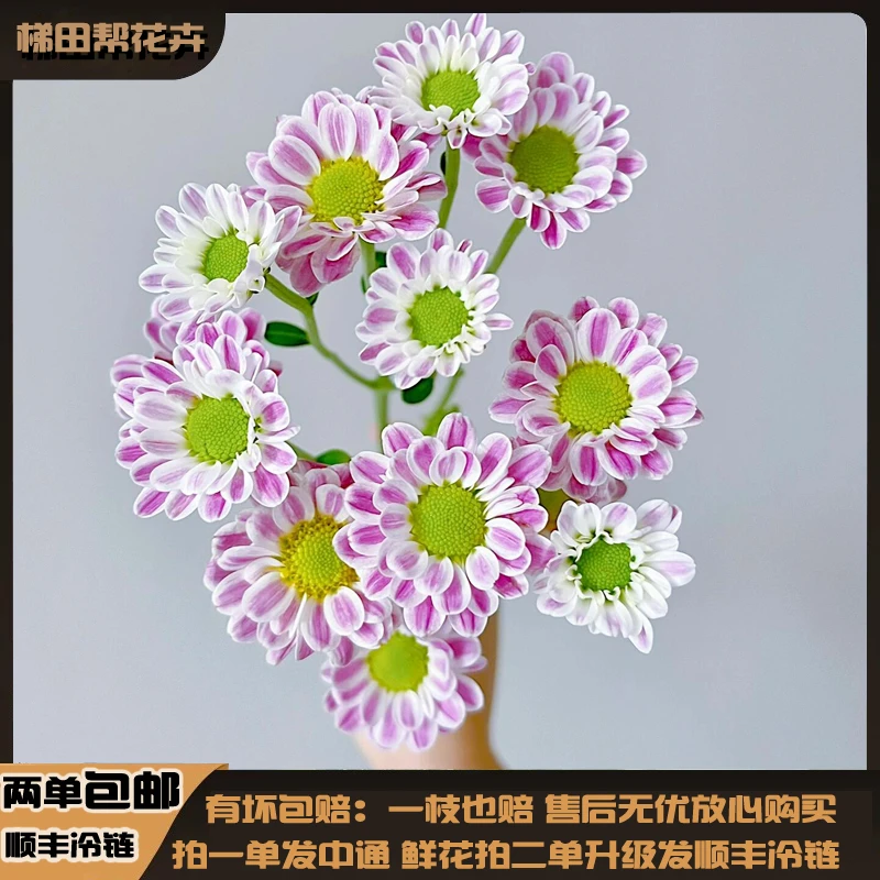【梯田帮】斑纹小菊花10支云南基地直发任意鲜花二单以上包邮
