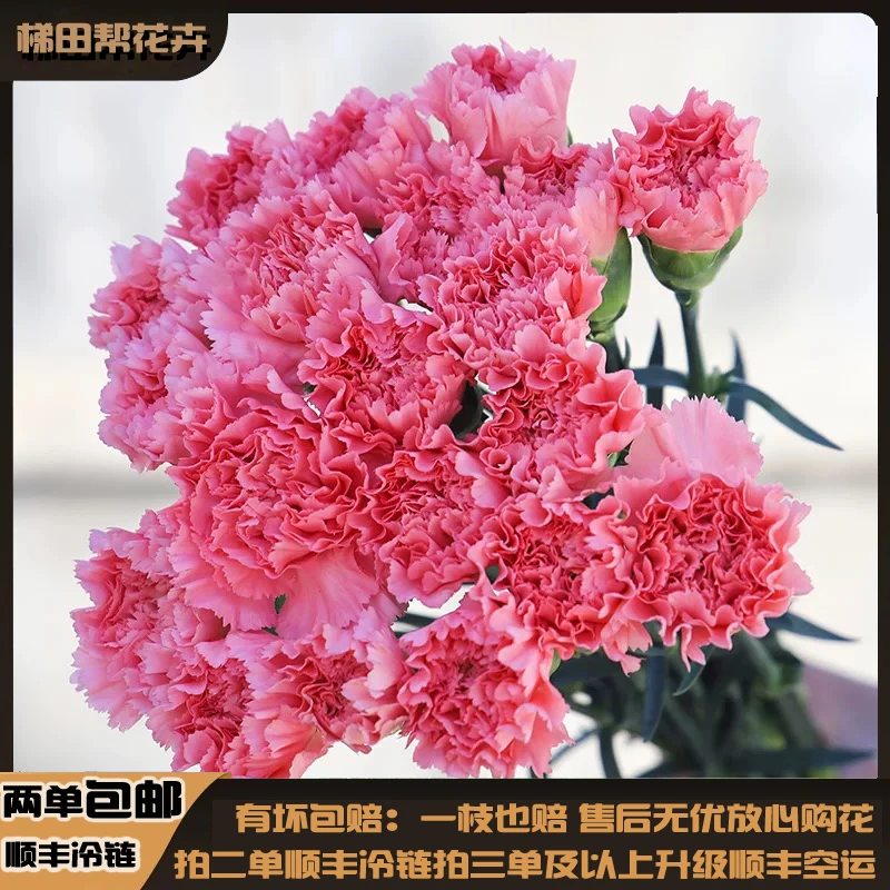 【梯田帮】粉钻康乃馨鲜花云南基地直发鲜切花任意两单或以上包邮