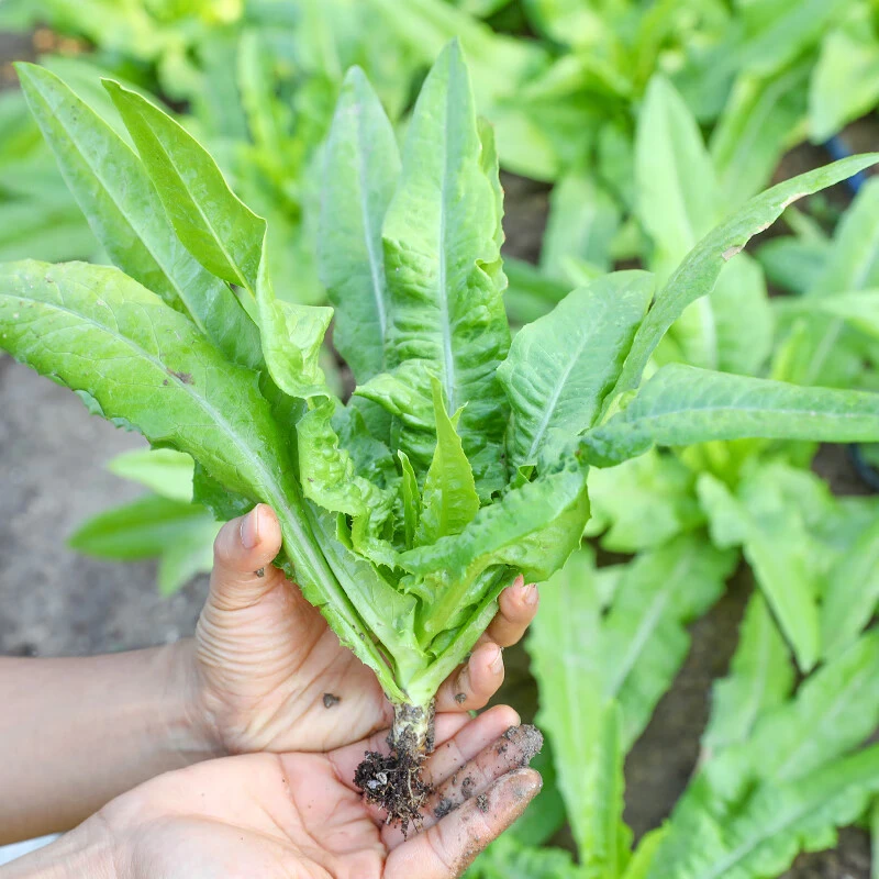 油麦菜种子四季品质青菜耐热农家田园抗病适应良种鲜美容易连续