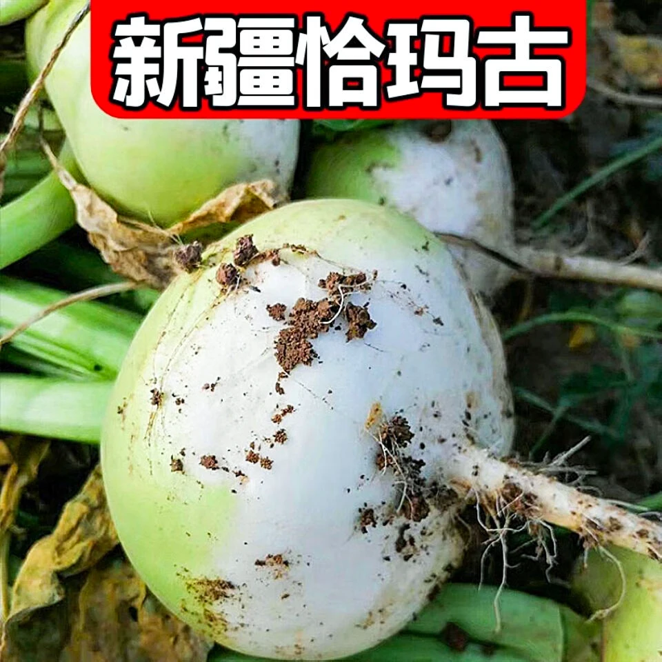 恰玛古种子布留克高产蔓菁圆菜头芥种植品质播种使用收获蔬菜种子