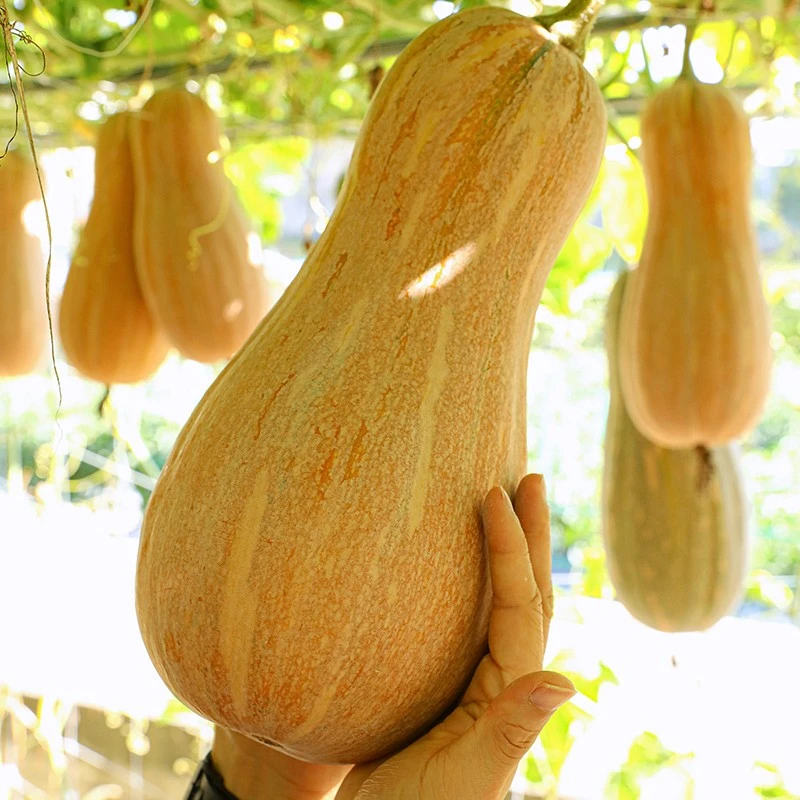 南瓜种子蜜本南瓜高产细腻粉面甜秋南方北方抗病良种坐果品质适应