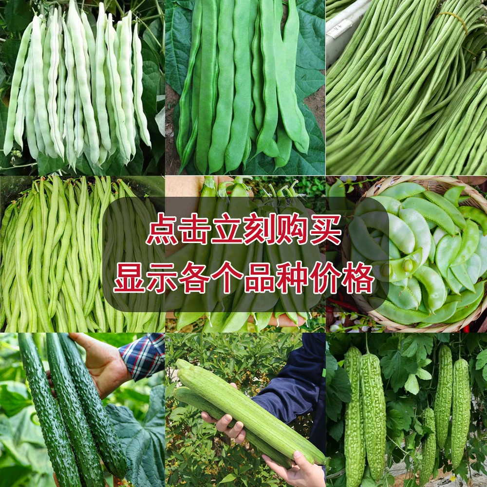 豆角黄瓜苦瓜丝瓜种子白苦瓜长丝瓜四季豆水果眉豇豆刀豆蔬菜种子