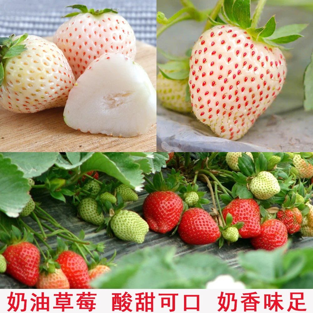草莓种子四季奶油阳台室内外盆栽种植多汁高产红色鲜嫩菜园鲜美