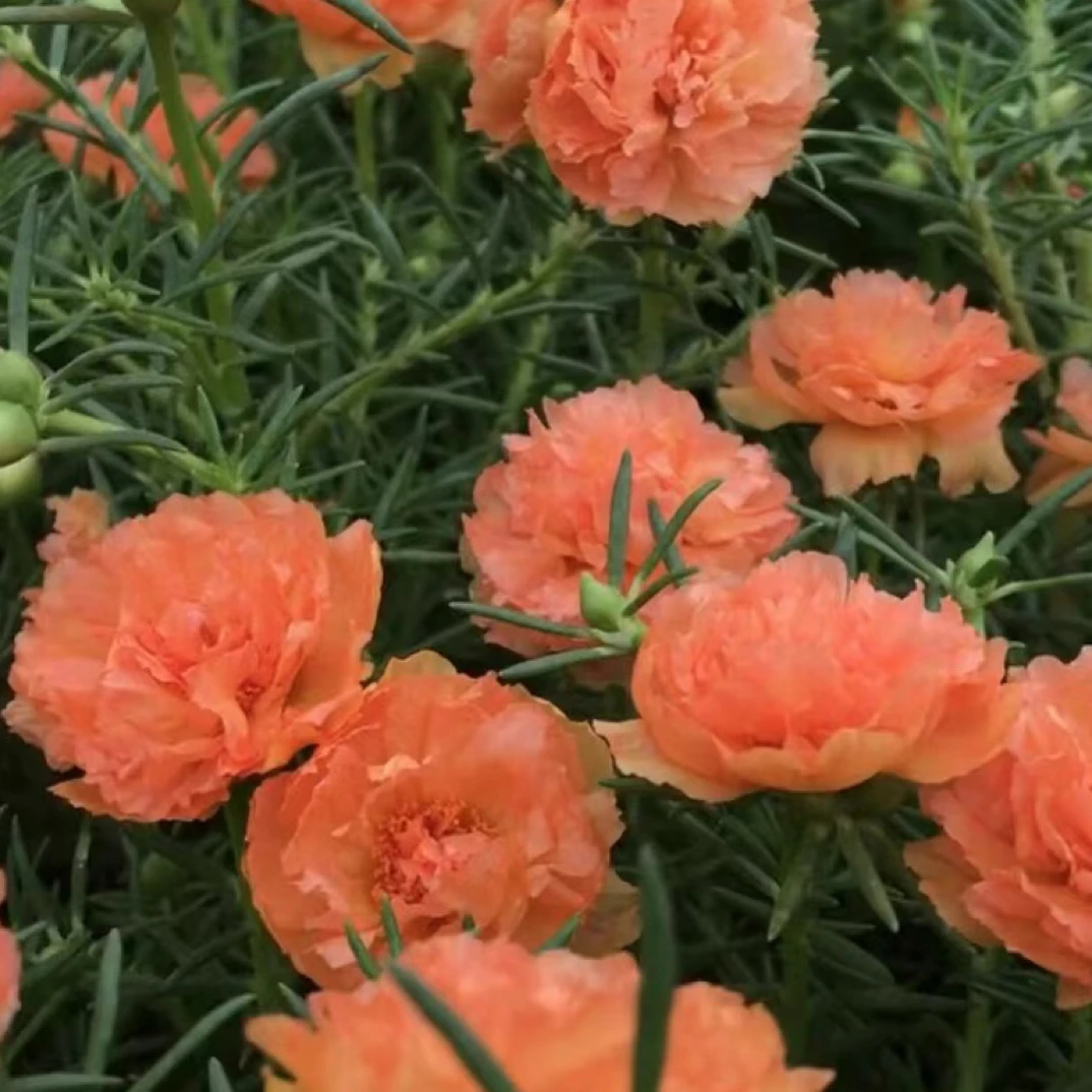 宿根多色重瓣太阳花