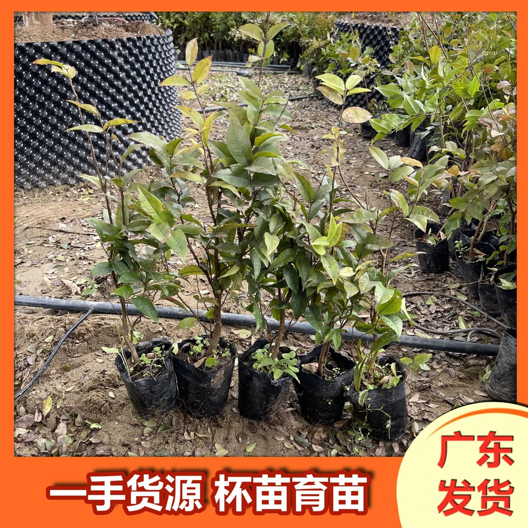 【一物一拍】红妃杯苗