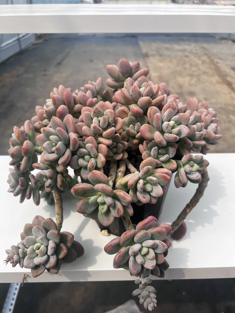杰哥多肉【控养红洛神】老桩多肉精品盆栽绿植造型大型飘枝多肉