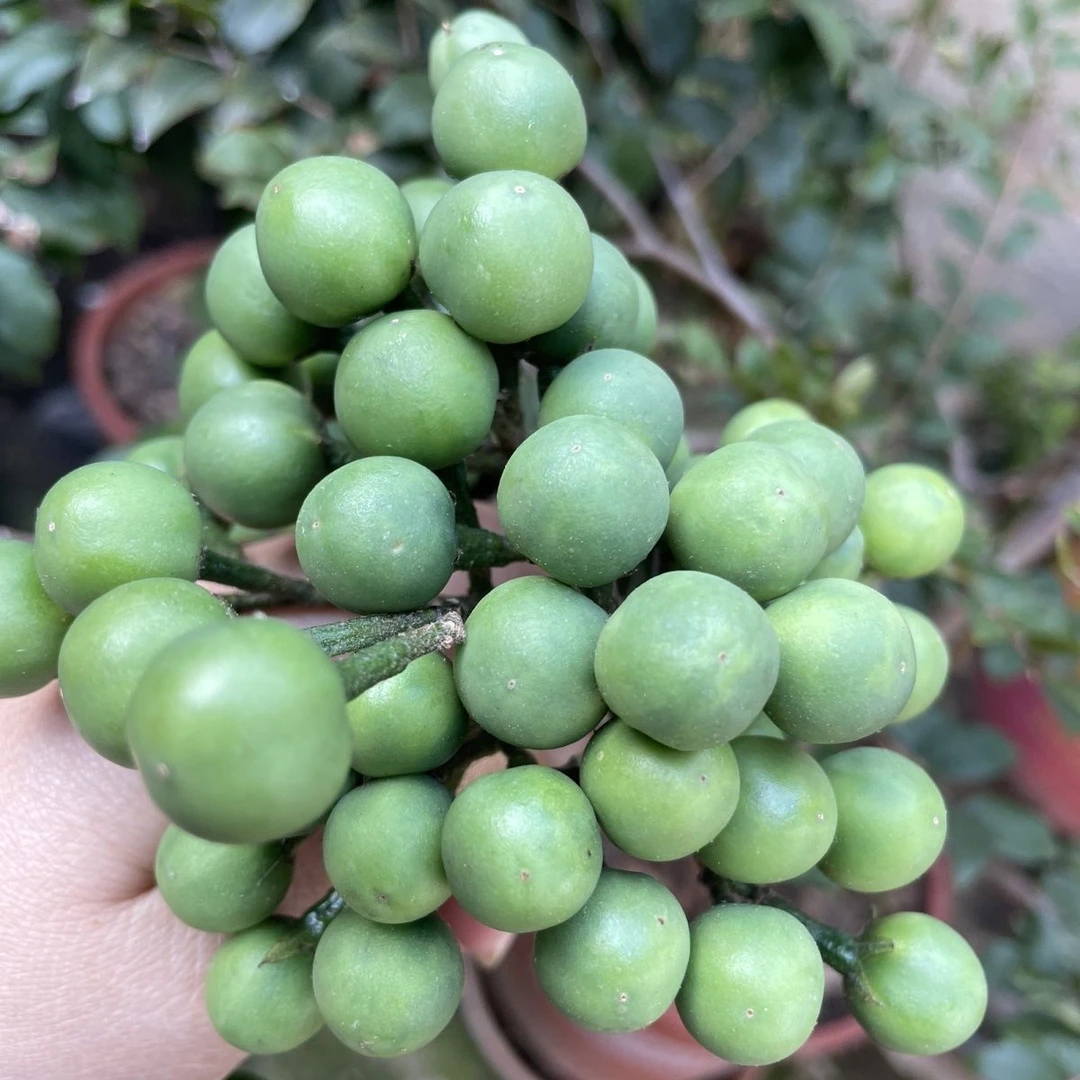 云南野生小苦子果新鲜摘撒苤苦水泰国苦子小茄子山颠茄四季蔬菜