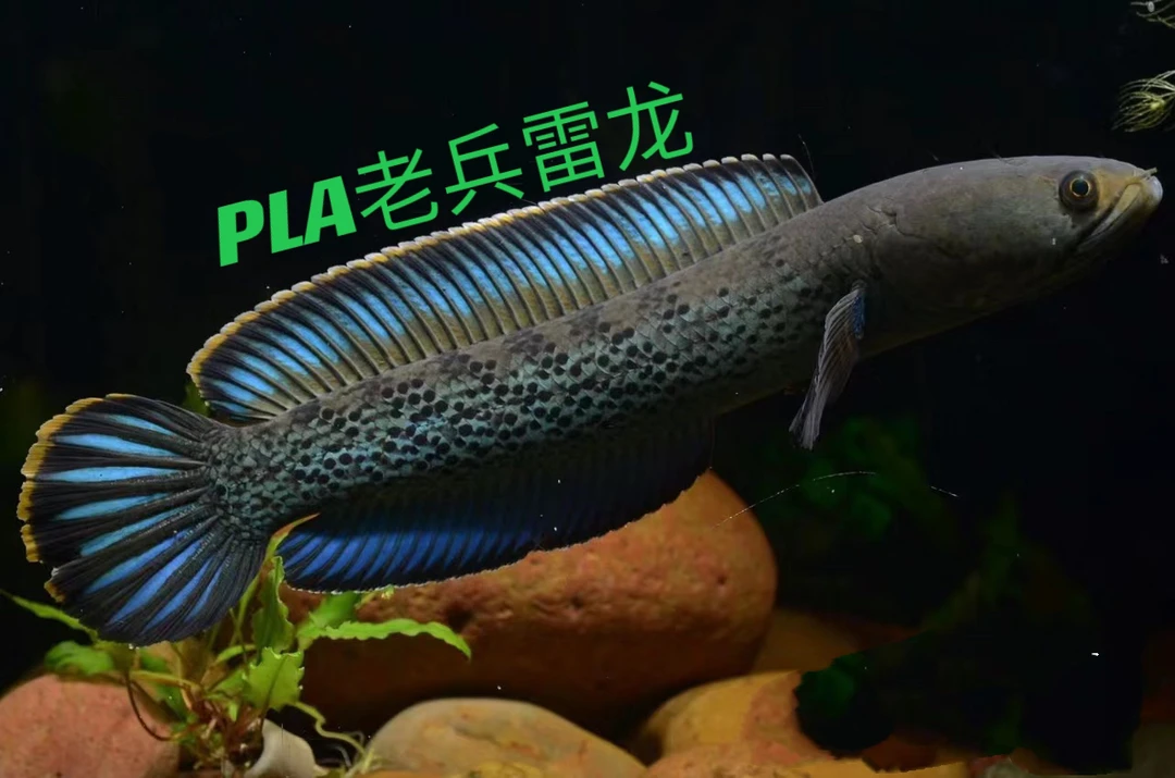 印尼鬼王雷龙中型雷龙苗