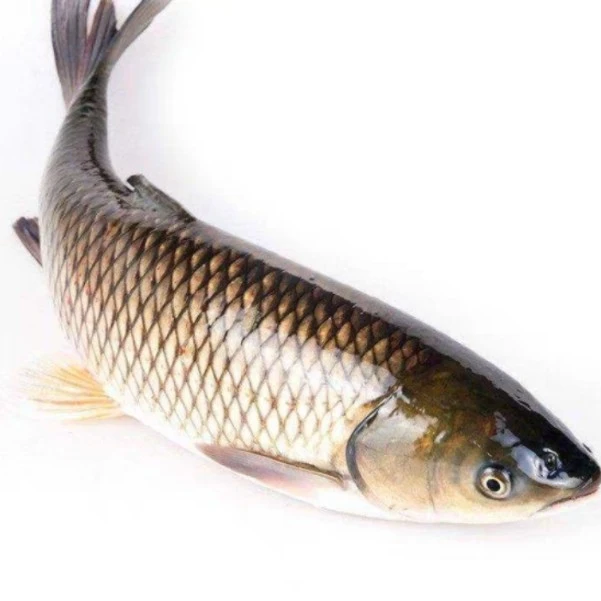 鲜活 草鱼 约2.5斤/条（默认宰杀处理）