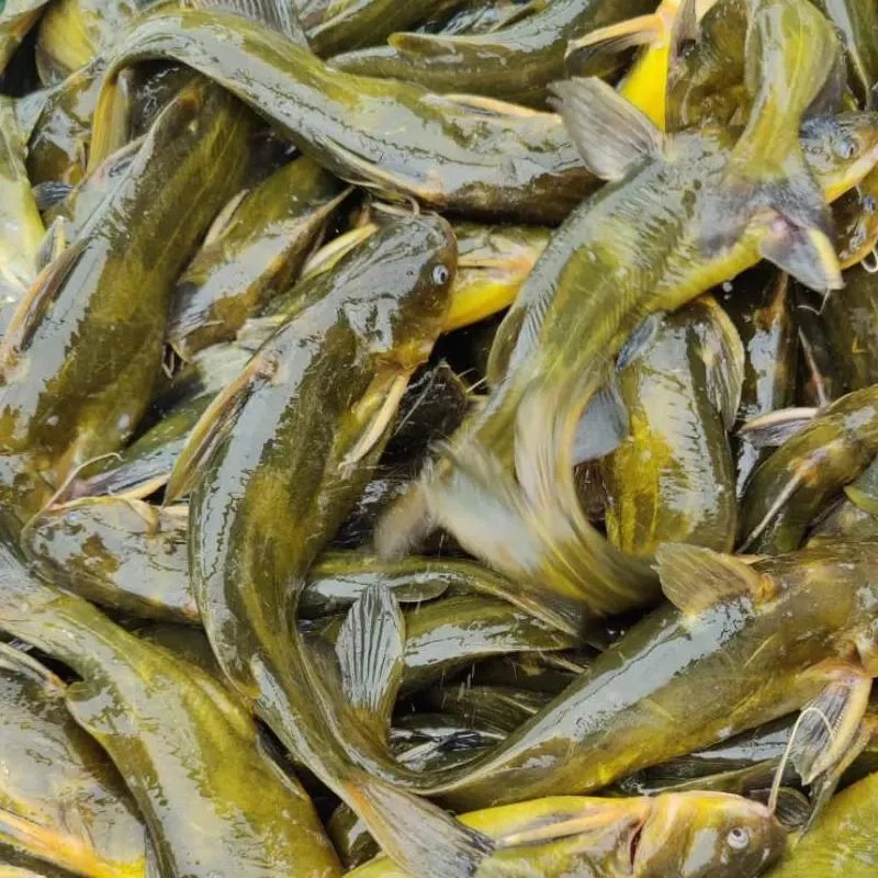 鲜活 嘎鱼/黄辣丁 约500g/份(默认宰杀处理)