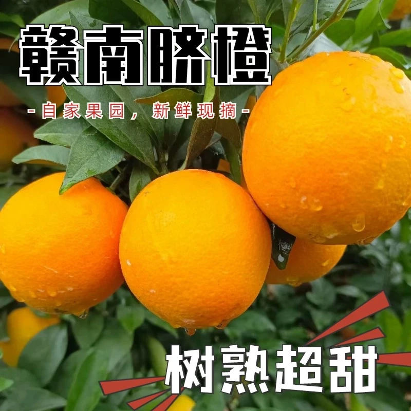 江西正宗赣南脐橙特大果新鲜水果现摘整箱应季水果赣州正宗脐橙
