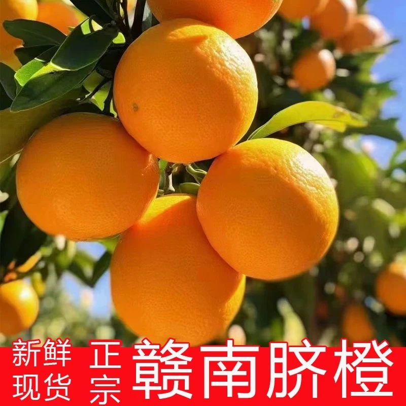正宗江西赣南早脐橙2024现摘甄选橙子手剥脆甜橙子安远产地直发