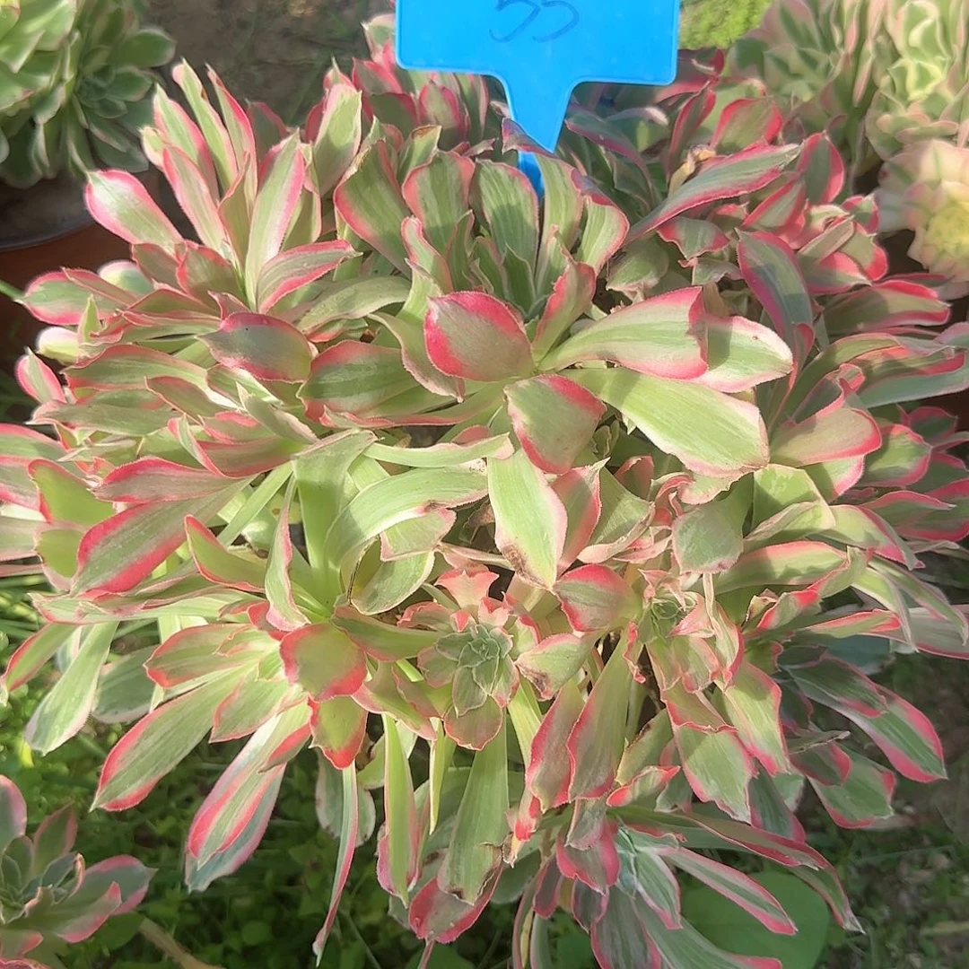 55浣纱多肉哦哦哦