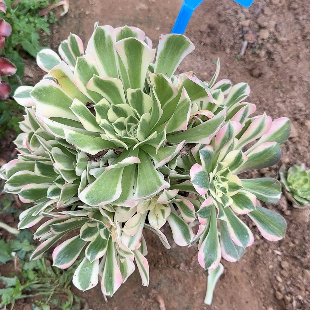 88白凤多肉哦哦哦