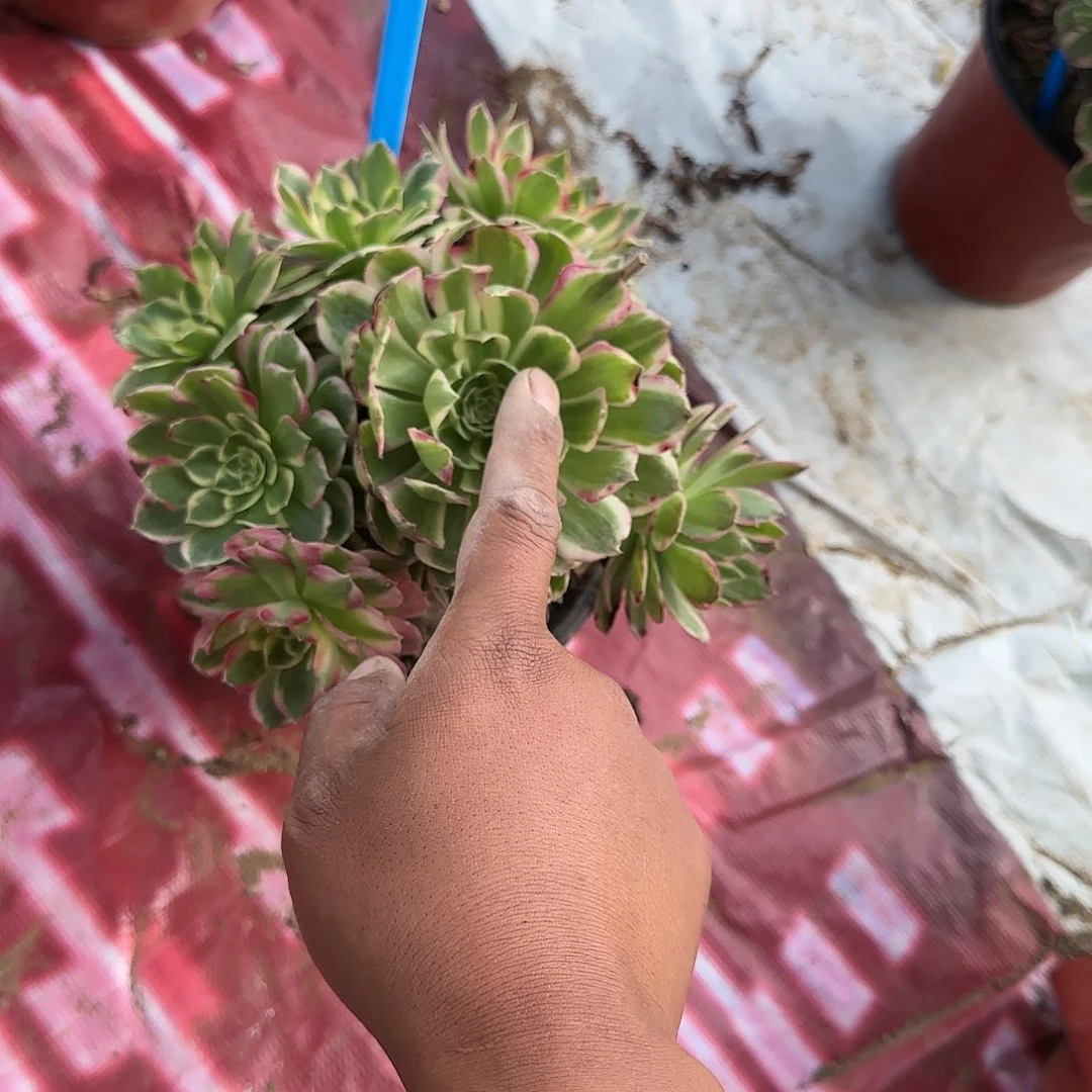 君*8海王多肉哦哦哦