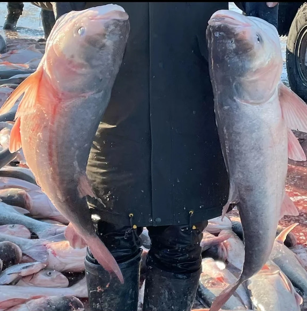 年货礼品10-14斤查干湖镇冬捕胖头鱼包邮正宗营养原生态肉质