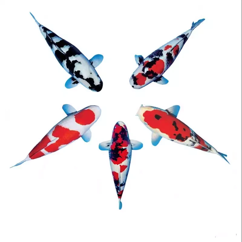 锦鲤活鱼观赏鱼大型锦鲤鱼好养耐活冷水淡水鱼小型纯种鱼苗喂食