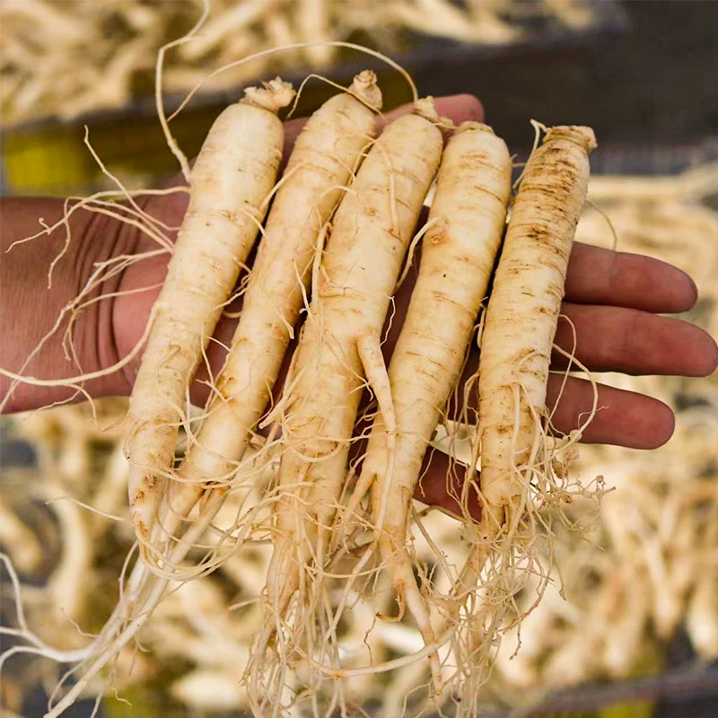 西洋参威海文登现挖现发新鲜