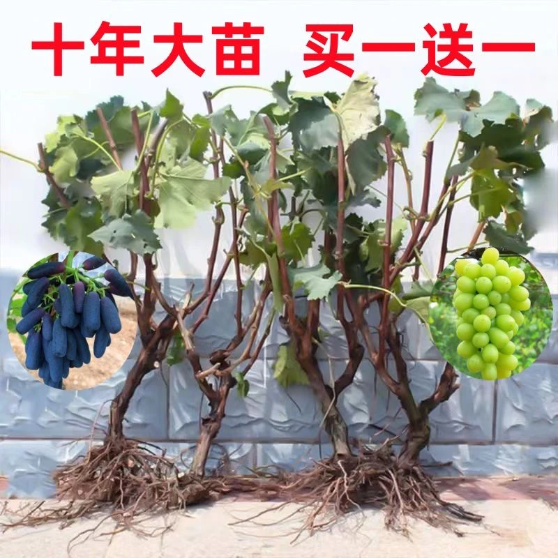 【39.9发2颗】葡萄十年大苗 美人指 矮化蓝宝石爬藤阳光玫瑰