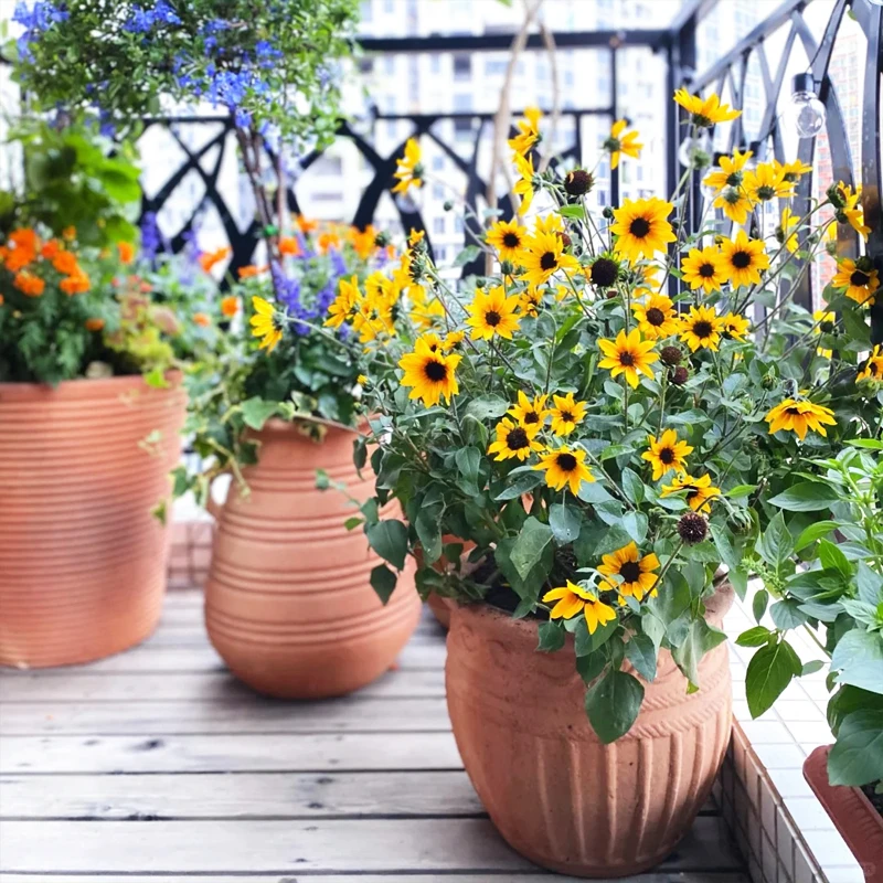 花园植物【向日葵光辉岁月】300天以上花期超级耐热夏天可以正常开