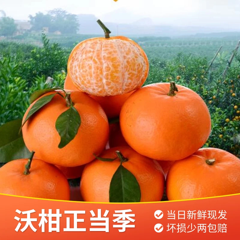 正宗广西武鸣沃柑 老树花皮沃柑 新鲜采摘5斤/10斤当季原生态沃柑