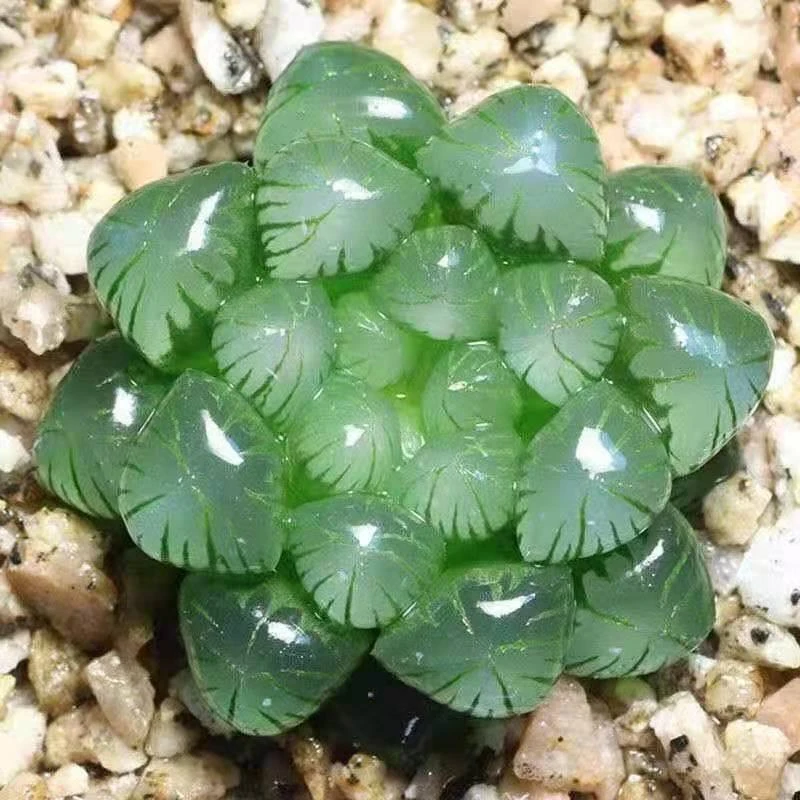 冰灯玉露[满18包邮]多肉植物好养