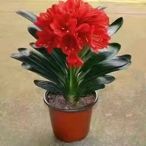 【当年开花】君子兰花君子兰盆栽君子兰苗四季常青植物发货蝴蝶兰花