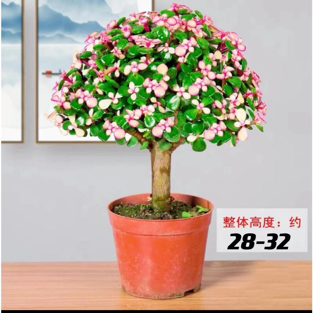 新号老桩金枝玉叶盆栽多肉绿植粉色肉肉好养造型金枝室内粉嫩耐旱