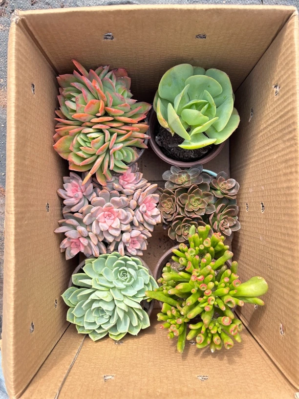 六盆多肉  粉樱花 玫瑰 巧克力 绮罗 吸财树  碧桃 带盆带土