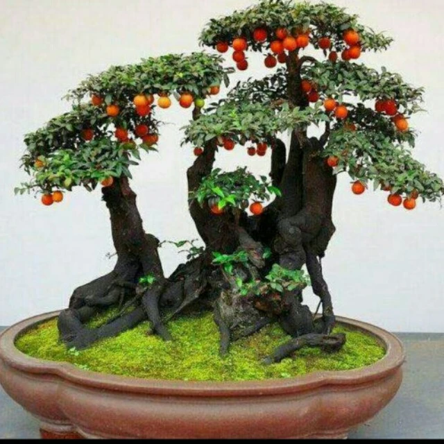 金弹子盆景一物一拍