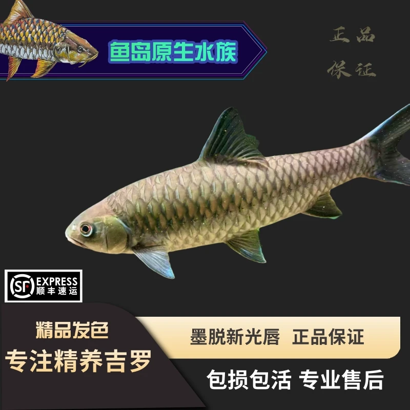 墨脱新光唇 墨脱蓝吉罗鱼 活体原生鱼观赏鱼淡水鱼广温鱼