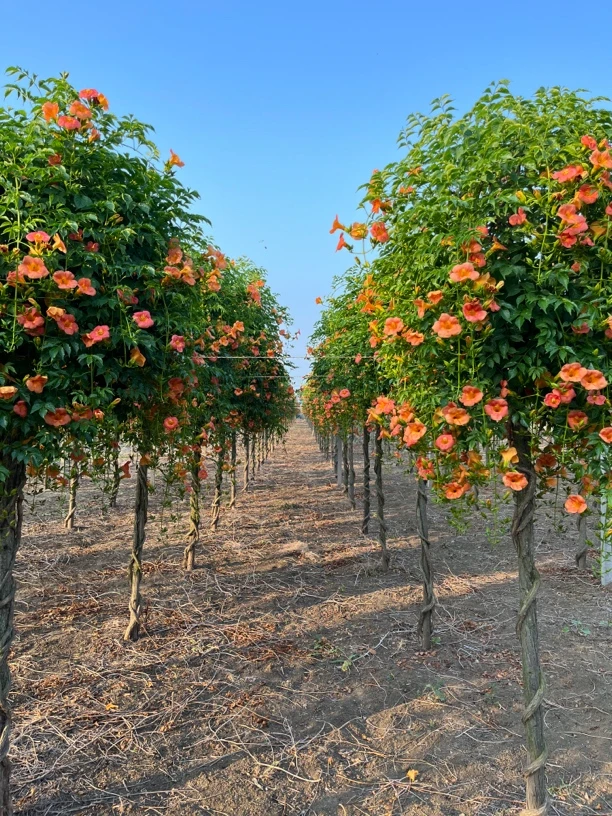 凌霄花苗盆栽爬藤植物攀爬树桩藤本炮仗庭院阳台四季种植花卉浓香