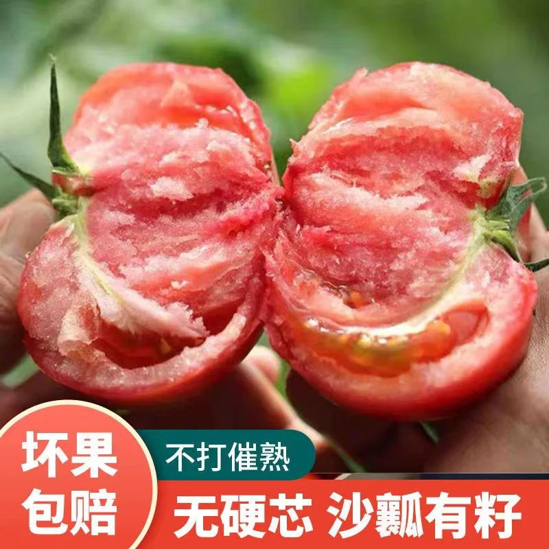 大红普罗旺斯西红柿大粉当季大番茄自然成熟整箱沙瓤番茄产地直发
