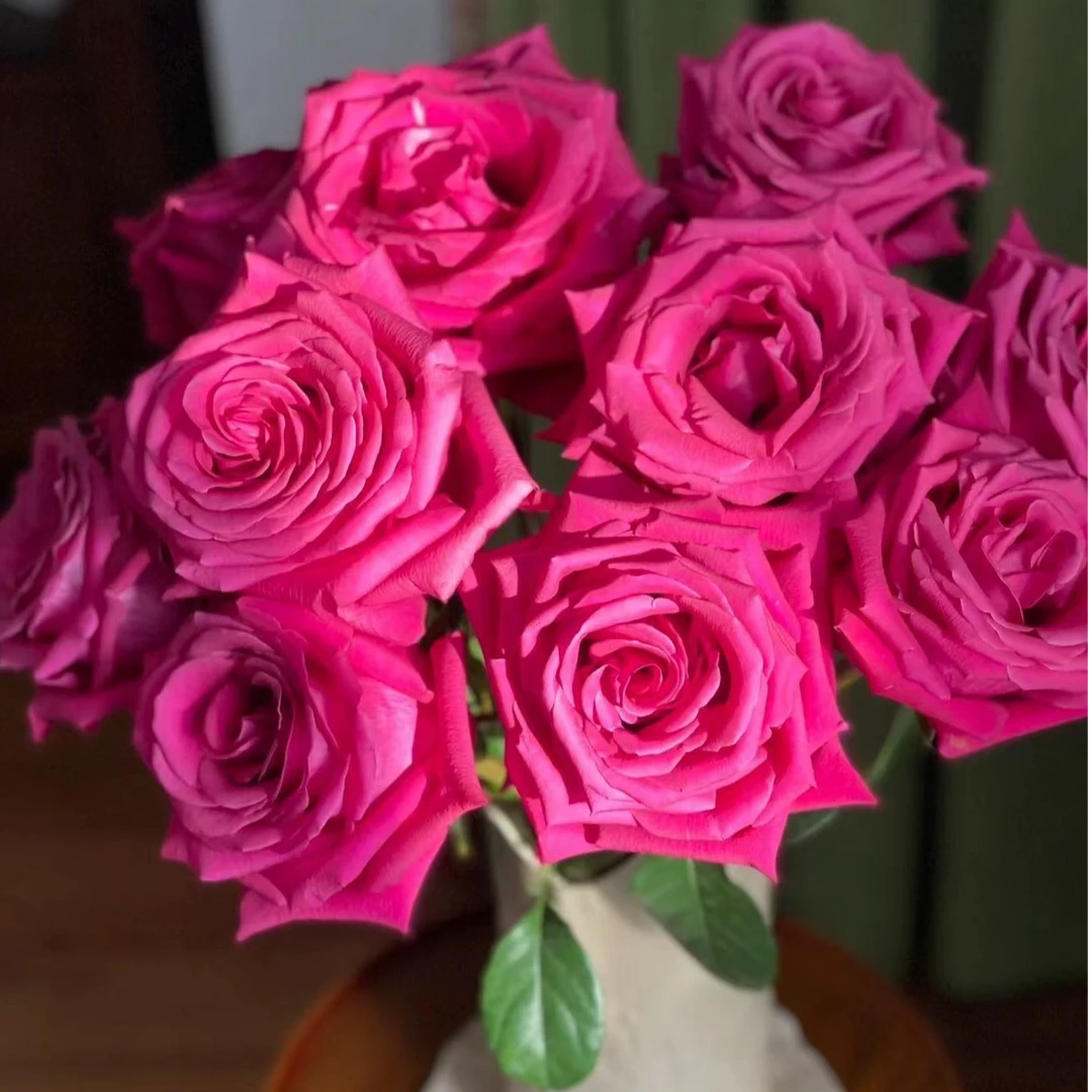 （两单顺风包邮）弗洛伊德玫瑰 鲜花云南直发 昆明斗南鲜花水养插花