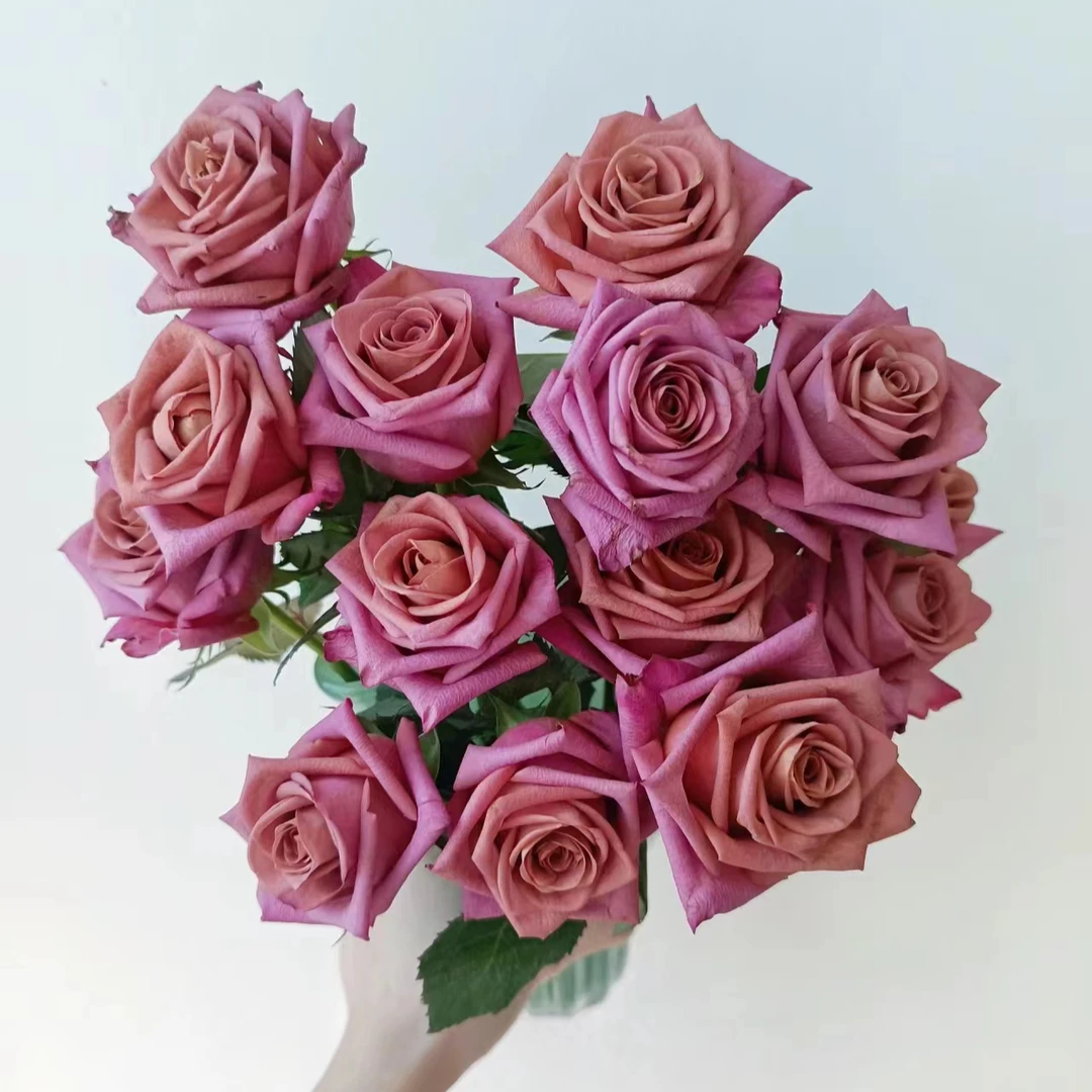 （两单顺风包邮 调香师玫瑰 鲜花云南直发 昆明斗南鲜花水养插花
