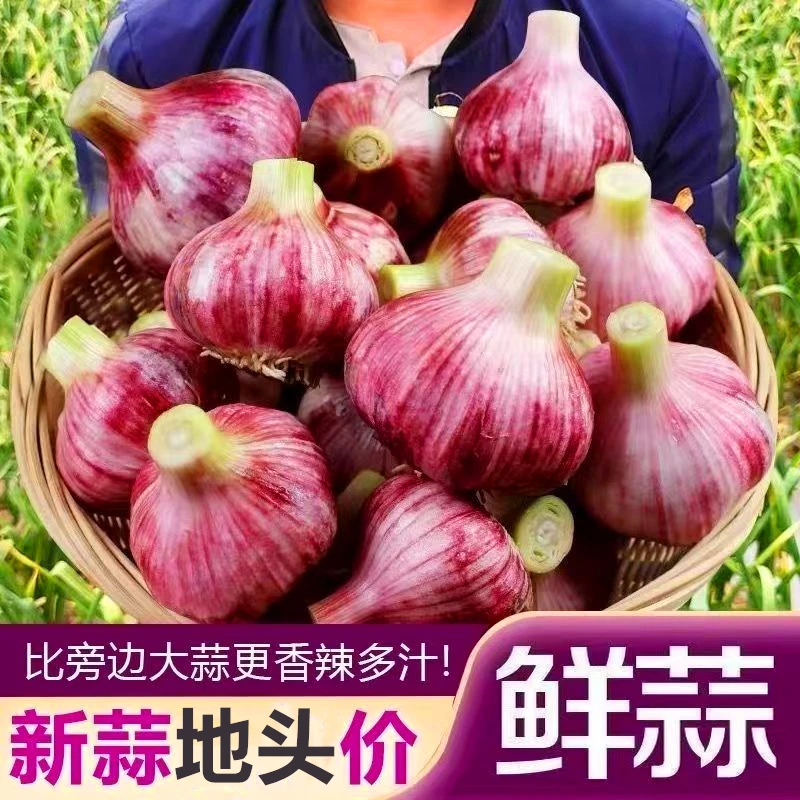【新鲜湿蒜】2024年新鲜红皮鲜蒜紫皮大蒜蒜种糖蒜醋蒜腊八蒜腌制