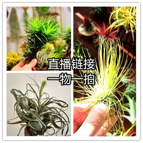 空气凤梨直播间一物一拍