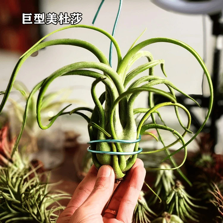 巨型美杜莎空气凤梨懒人绿植无需土培净化空气