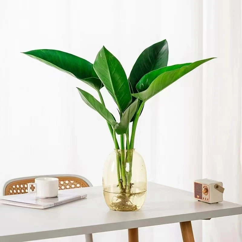大叶金钻水培绿植办公室桌面植物吸甲醛室内客厅花卉盆栽四季好养